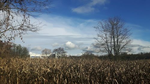 Bare trees on field against sky