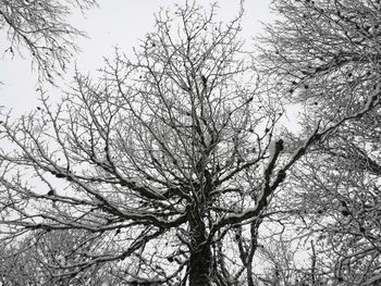 Low angle view of bare tree against clear sky