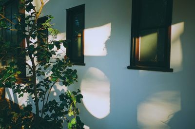 Potted plant by wall at home