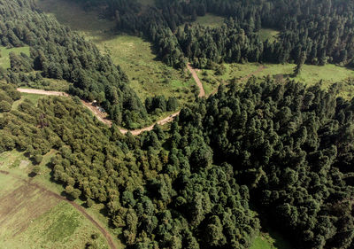 High angle view of pine trees in forest