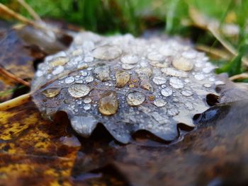 Close-up of water drops on leaf