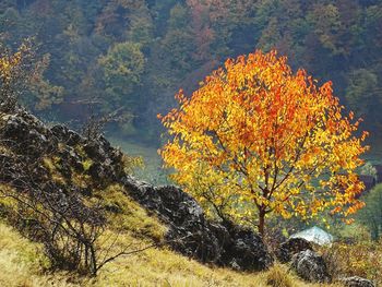 Tree growing in forest during autumn