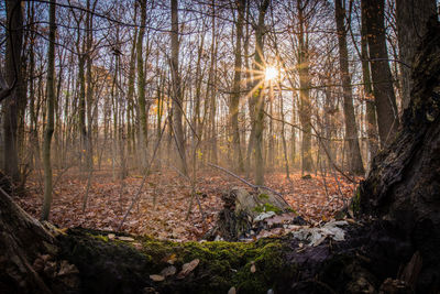 Trees in forest during sunset