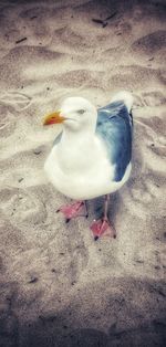 High angle view of seagull on sand