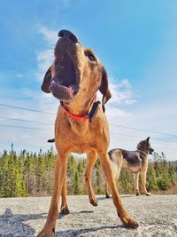 View of dog standing against sky