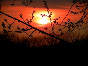 Silhouette trees against sky during sunset