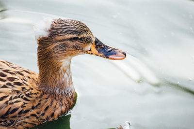 High angle view of female mallard duck swimming in lake