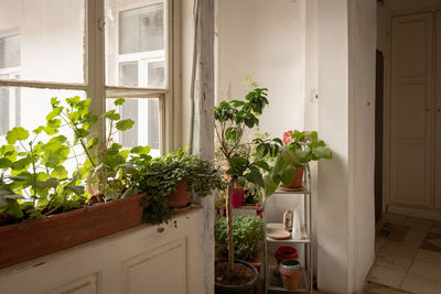 plant