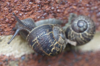 Close-up of snail