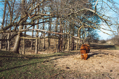 View of a dog on field