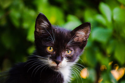 Close-up portrait of cat against blurred background