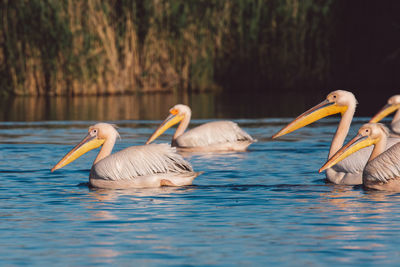 Ducks in a lake