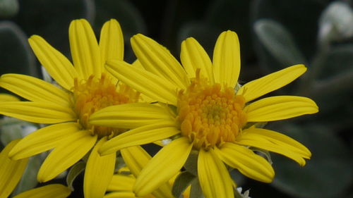 Close-up of yellow flower