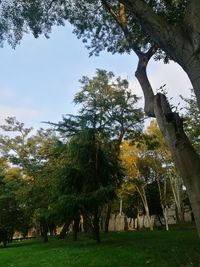 Low angle view of trees in park