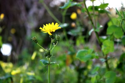 Close-up of yellow flowers blooming outdoors