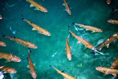 High angle view of fishes swimming in sea