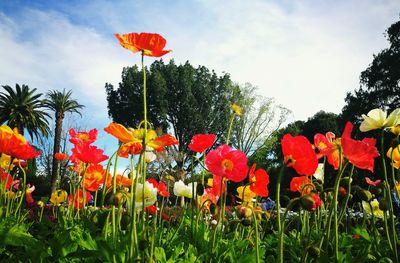 Low angle view of poppies blooming on field against sky