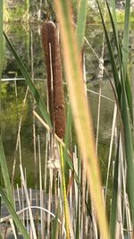 grass