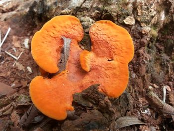 Close-up of orange