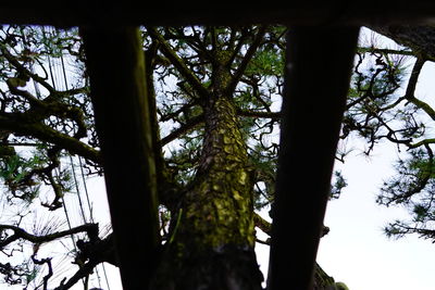 Low angle view of trees in forest