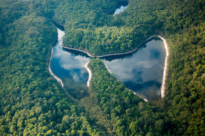 Aerial view of trees at forest