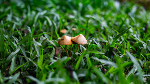 Close-up of mushrooms growing on field