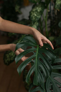 Woman gardener touching lush green monstera leaves in green house. love of plants.