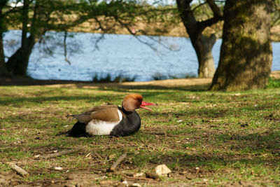 Close-up of duck on field