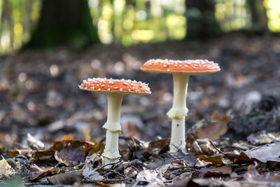 Close-up of mushroom growing in forest