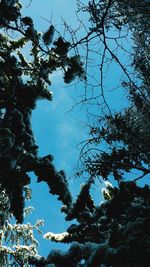 Low angle view of trees against blue sky