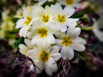 Close-up of white flowering plant