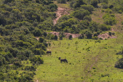 Scenic view of green landscape