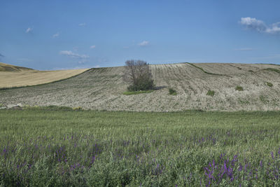 Scenic view of grassy field against sky