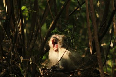 Close-up of lion yawning