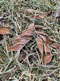 High angle view of dry leaves on land
