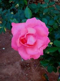 Close-up of pink rose