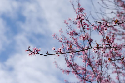 Low angle view of cherry blossoms against sky