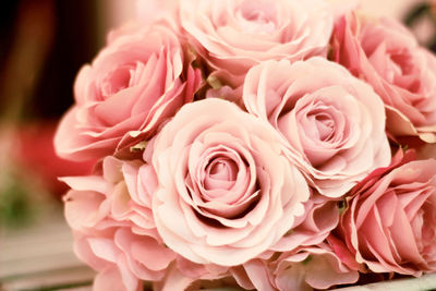 Close-up of pink roses