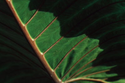 Close-up of green leaves