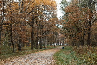 Footpath amidst trees in forest during autumn