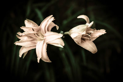 Close-up of flower against blurred background