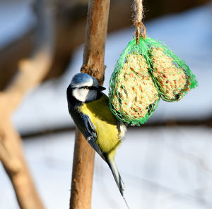 Close-up of bird perching on branch