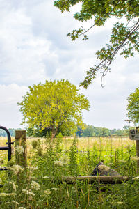 Trees on field against sky