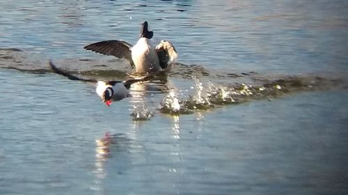 Birds in calm water