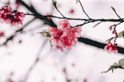 Close-up of pink cherry blossom