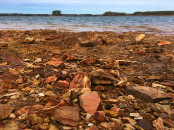 Dry leaves on sea shore
