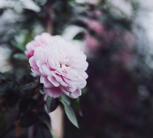 Close-up of pink flower blooming outdoors