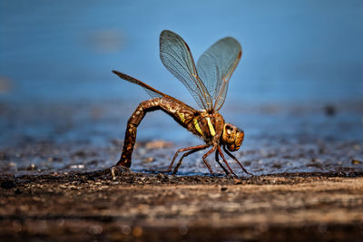 Close-up of insect on wood