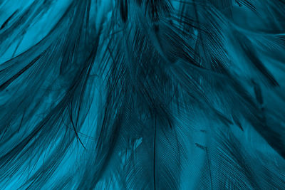 Full frame shot of peacock