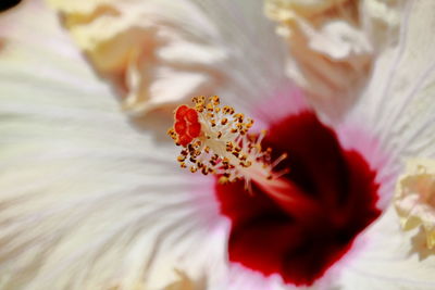 Close-up of white hibiscus flower